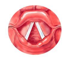 <p>Contained in the larynx, Produces sound</p>