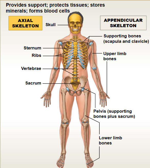 <p>This system contains: Bones &amp; Joints</p><ul><li><p>Functions: Support &amp; Protection</p></li></ul><p></p>