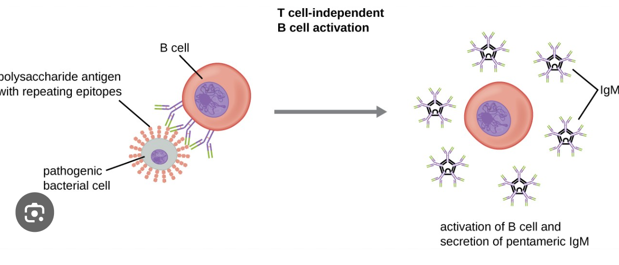<p>Cell-Cell recognition</p>