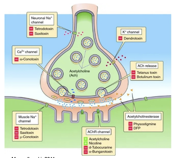 <ul><li><p>Junctionopathies - Disorders of the Neuromuscular Junction</p></li><li><p>Several proteins involved in synaptic transmission within the neuromuscular junction are the targets of naturally occurring or synthetic drugs</p></li><li><p>Antagonists (inhibits or interferes) are shown as minus signs highlighted in red.</p></li><li><p>Agonists (mimics) are shown as plus signs highlighted in green</p></li><li><p>EXAMPLE: Botox - Botulinum Toxin</p></li></ul><p></p>