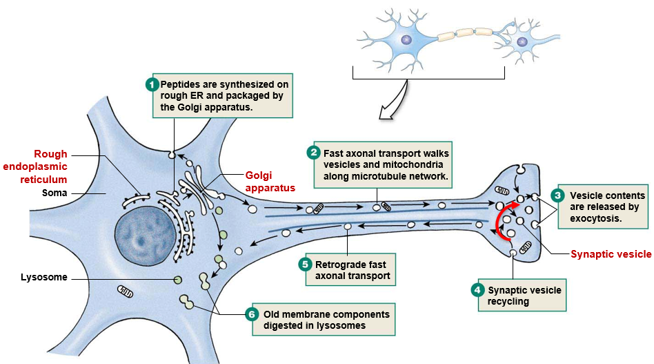 <ol><li><p>Protein synthesis in ER and packaging in Golgi</p></li><li><p><strong>Motor proteins</strong> walk vesicles and mitochondria down axon along <strong>microtubule </strong>network</p></li><li><p><strong>Exocytosis </strong>of vesicles</p></li><li><p>Synaptic vesicle <strong>recycling</strong></p></li><li><p><strong>Retrograde </strong>fast axonal transport</p></li><li><p>Old membrane components digested in <strong>lysosome</strong></p></li></ol>
