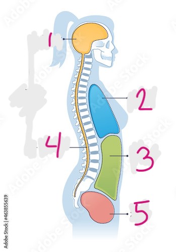 <p>Spinal Cavity</p>