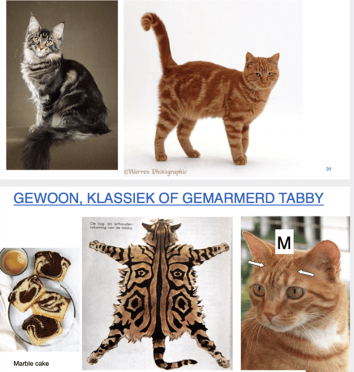 <p>welk patroon</p>