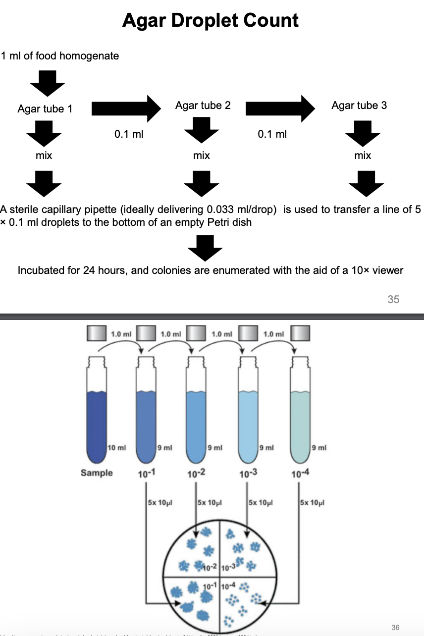 <ol><li><p>+ 1 mL of homogenate into (9 mL) of agar tube 1, mix</p></li><li><p>then 0.1 mL of agar tube 1 mix to 9.9 mL of agar tube 2, mix</p></li><li><p>then 0.1 mL of agar tube 2 mix to 9.9 mL of agar tube 3, mix</p></li><li><p>Use sterile capillary pipette (ideally delivering 0.033 mL/drop) to transfer five 0.1 mL droplets (per dilution) to bottom of petridish</p></li><li><p>Incubate</p></li><li><p>Enumerate colonies with 10x viewer</p></li></ol><p></p>