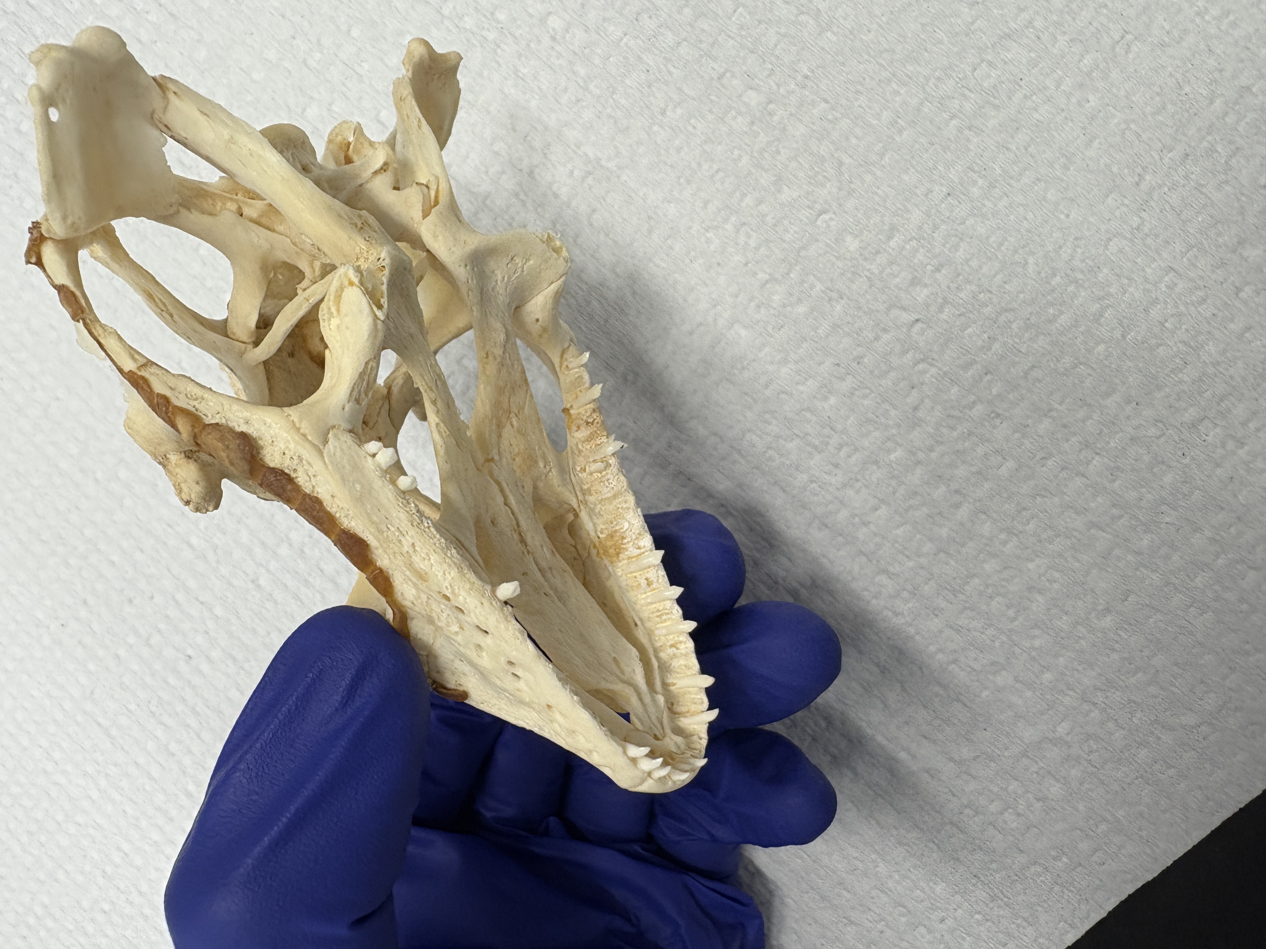 <p>Iguana tooth attachment</p>