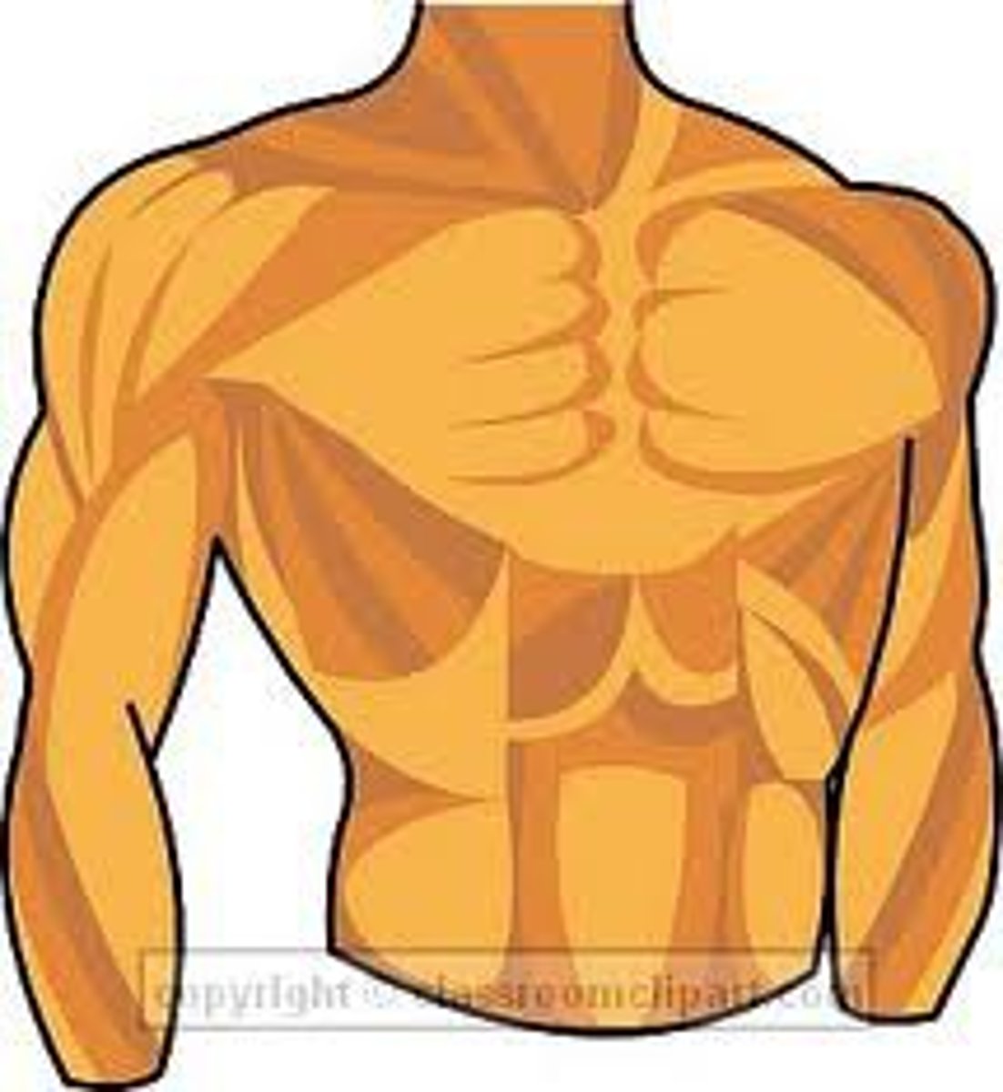 <p>Chest are of body above diaphragm</p>