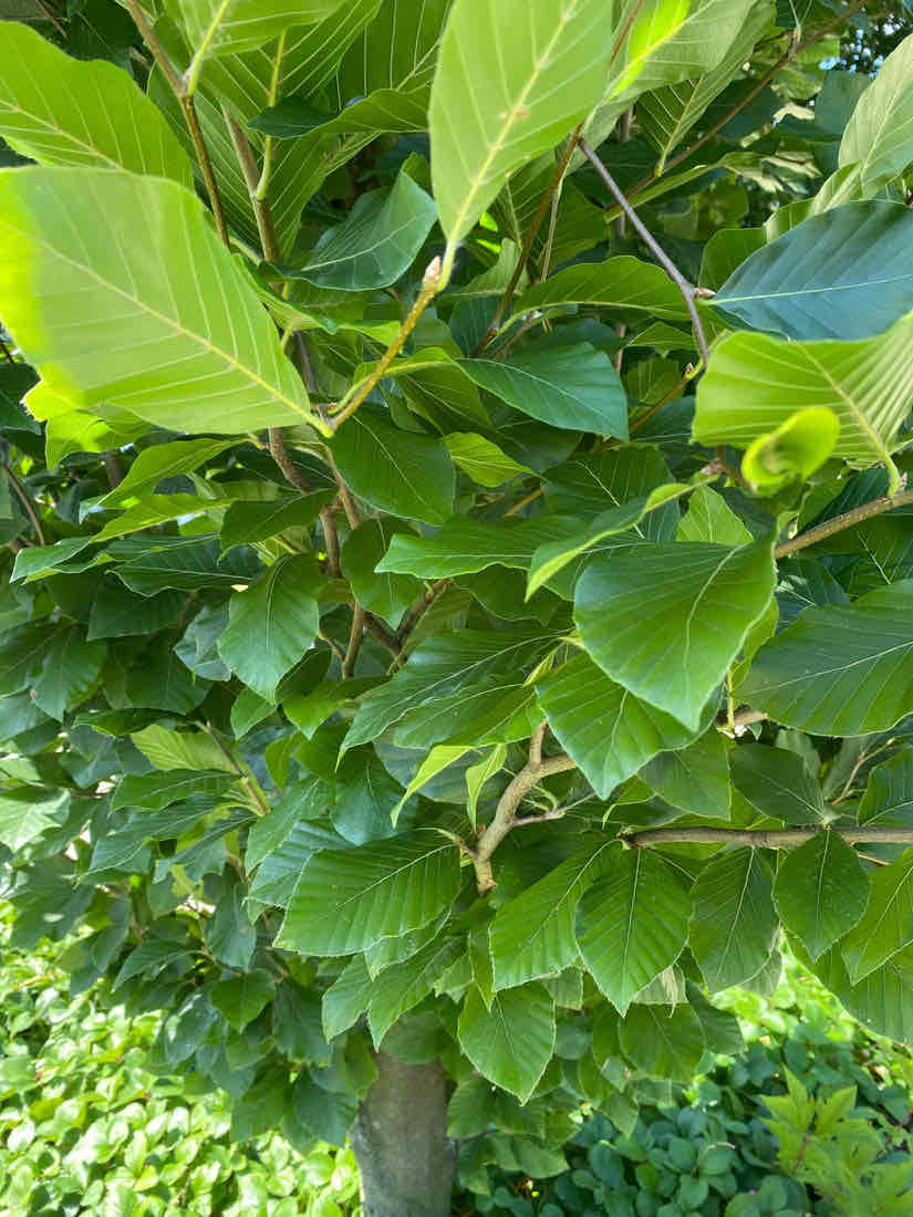 <p>Fagus orientalis</p>