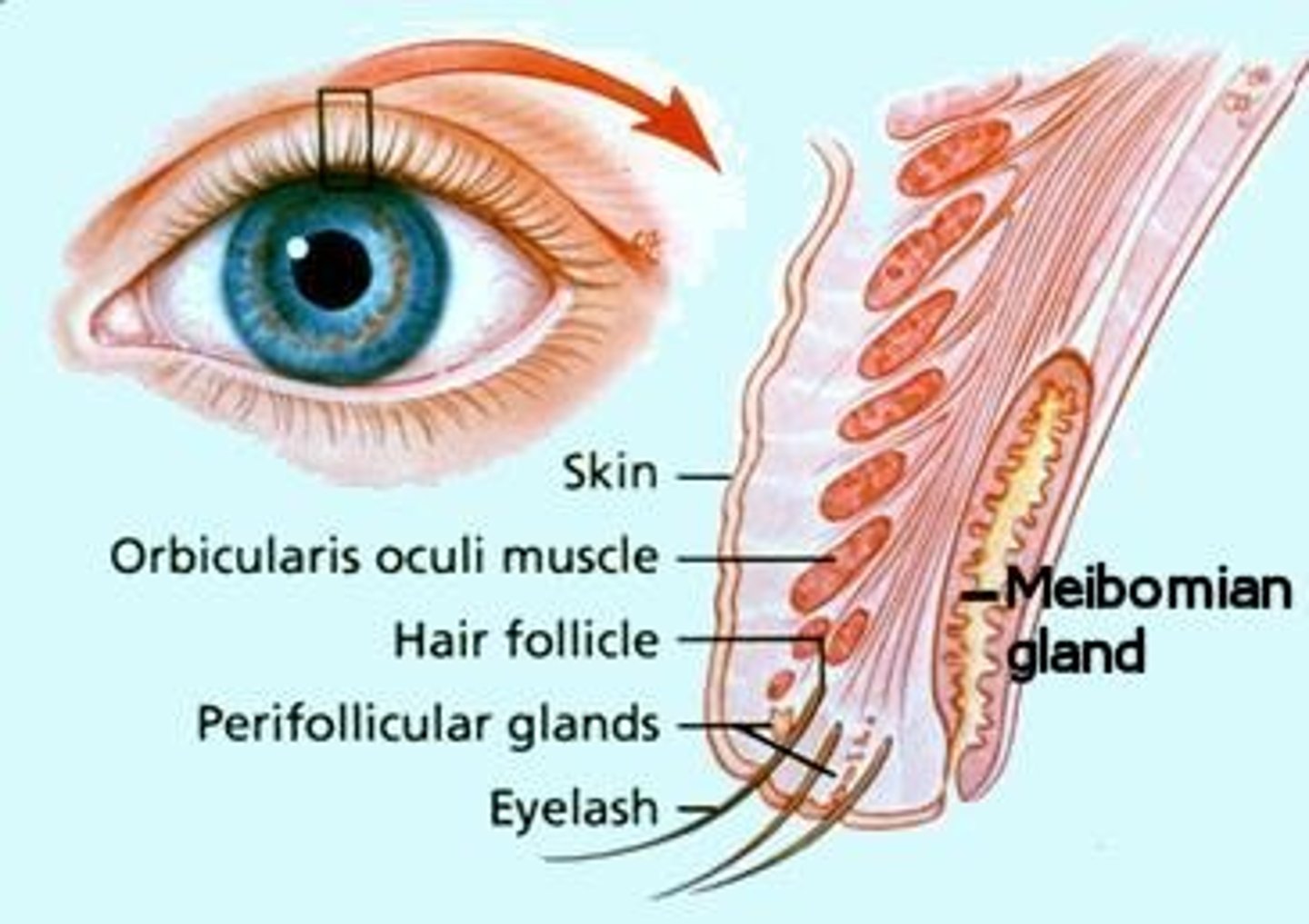 <p>oil glands found in the upper and lower edges of the eyelids that help lubricate the eye</p>