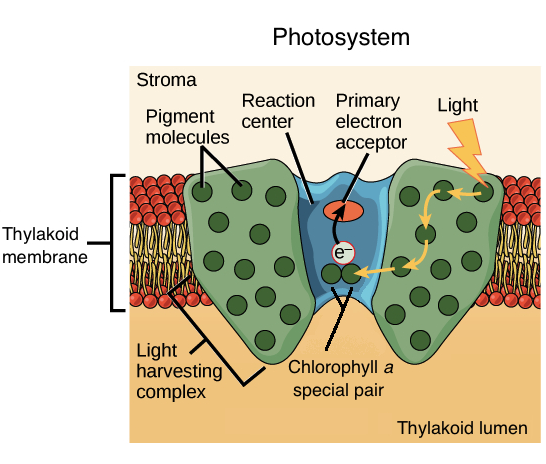 <p>Photosystems are groups of pigment molecules consisting of chlorophyll and accessory pigments. The chlorophyll molecule is the reaction center (where an excited electron is emitted). </p><p>Photosystems are in the membranes of cyanobacteria and the chloroplasts of photosynthetic eukaryotes. </p>