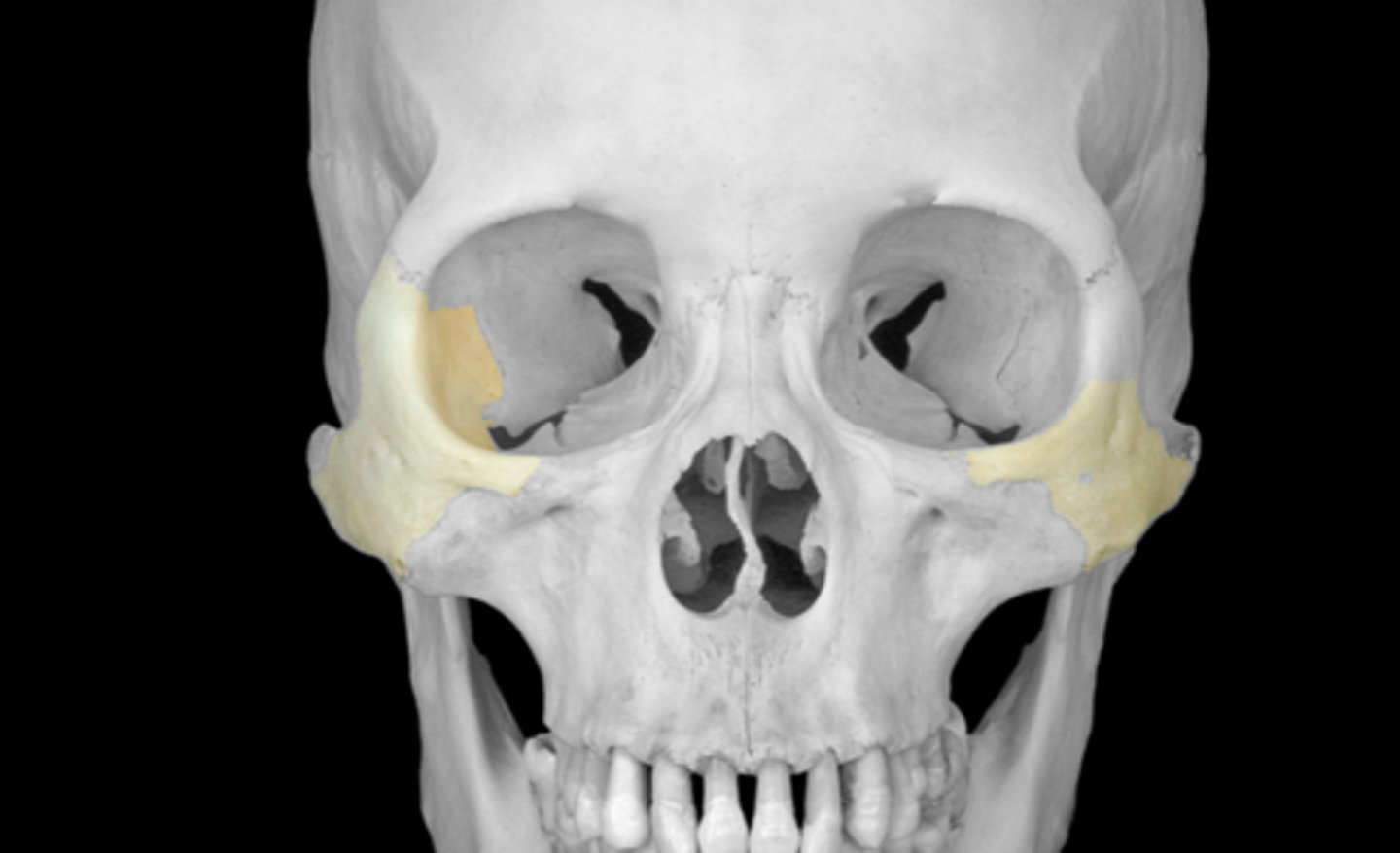 <p>cheekbones</p><p>temporal process articulates with zygomatic process of temporal bone</p>