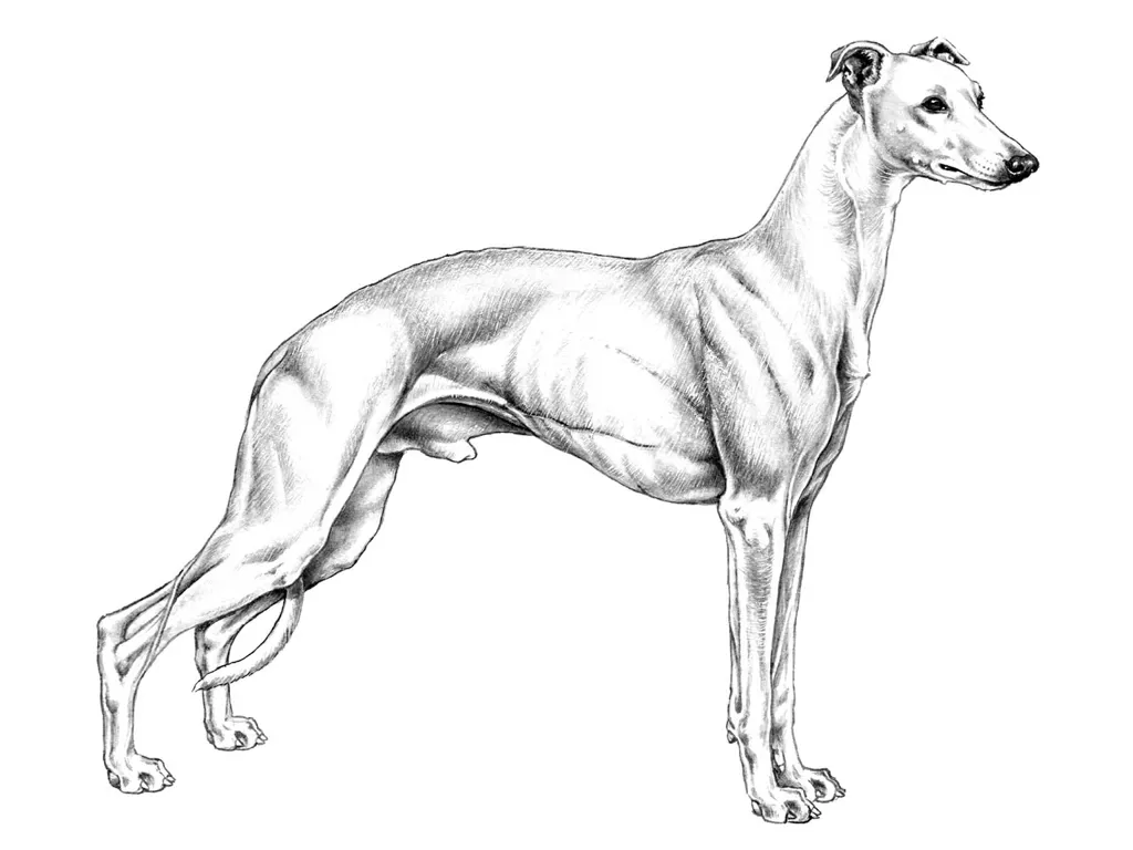 <p>Whippet</p>