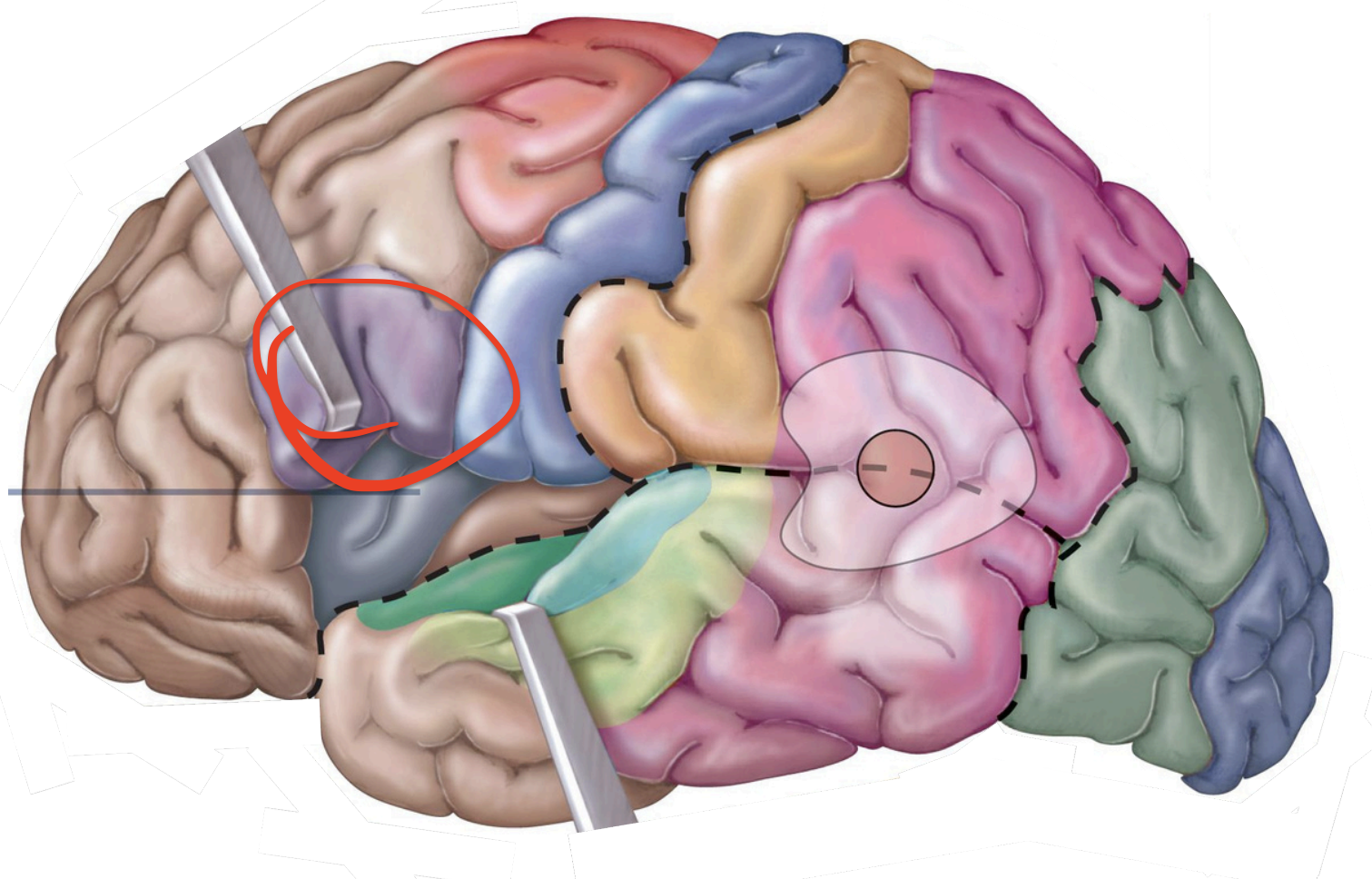 <p>Motor Areas - Motor speech area (<strong>Broca area)</strong></p>