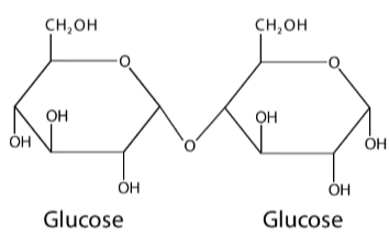 <p>Glucose + Glucose</p>
