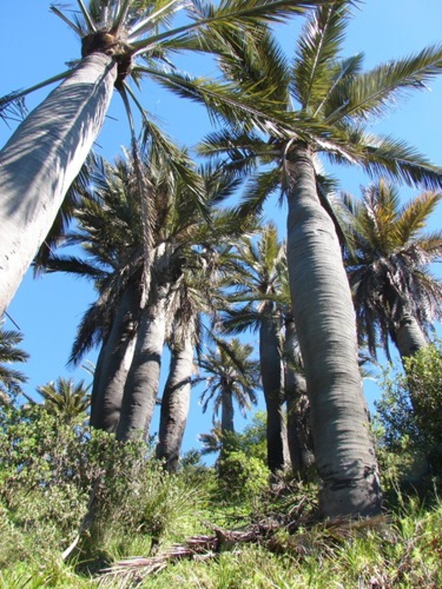 <p>Is the drink tribesmen tap from trees.</p>