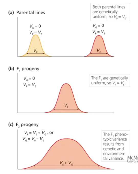 <ul><li><p><strong>Pure-breeding lines:</strong> VP = VE​ (no genetic variance: VG=0).</p></li><li><p><strong>Genetically uniform F1 hybrids:</strong> VP = VE​ (no genetic variance: VG=0).</p></li><li><p><strong>Genetically diverse F2 progeny:</strong> VP = VG + VE​ or VG = VP - VE (genetic and environmental contributions).</p></li></ul><p></p>