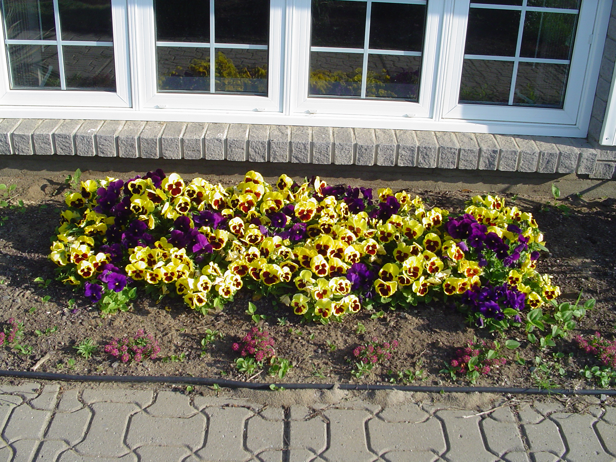 <p>Pansy</p>