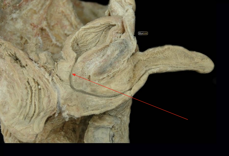 <p>ID Structure</p>