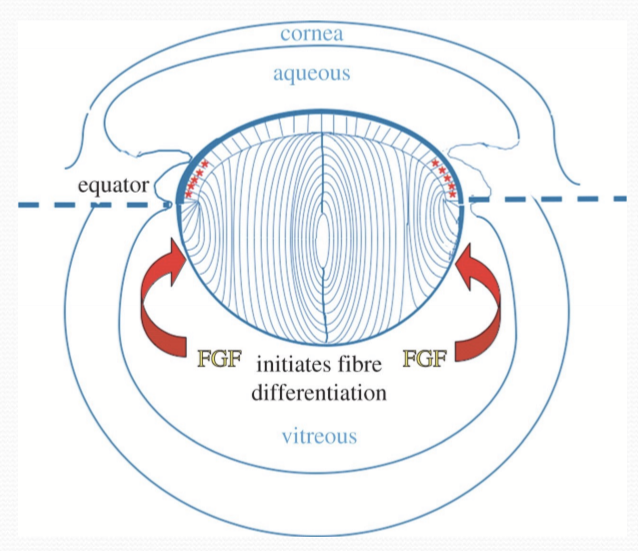 <p>Not much, same mechanisms regulate both. Rate at which growth slows with age. Fgf proteins are still essential in differentiation in mature lens. </p>