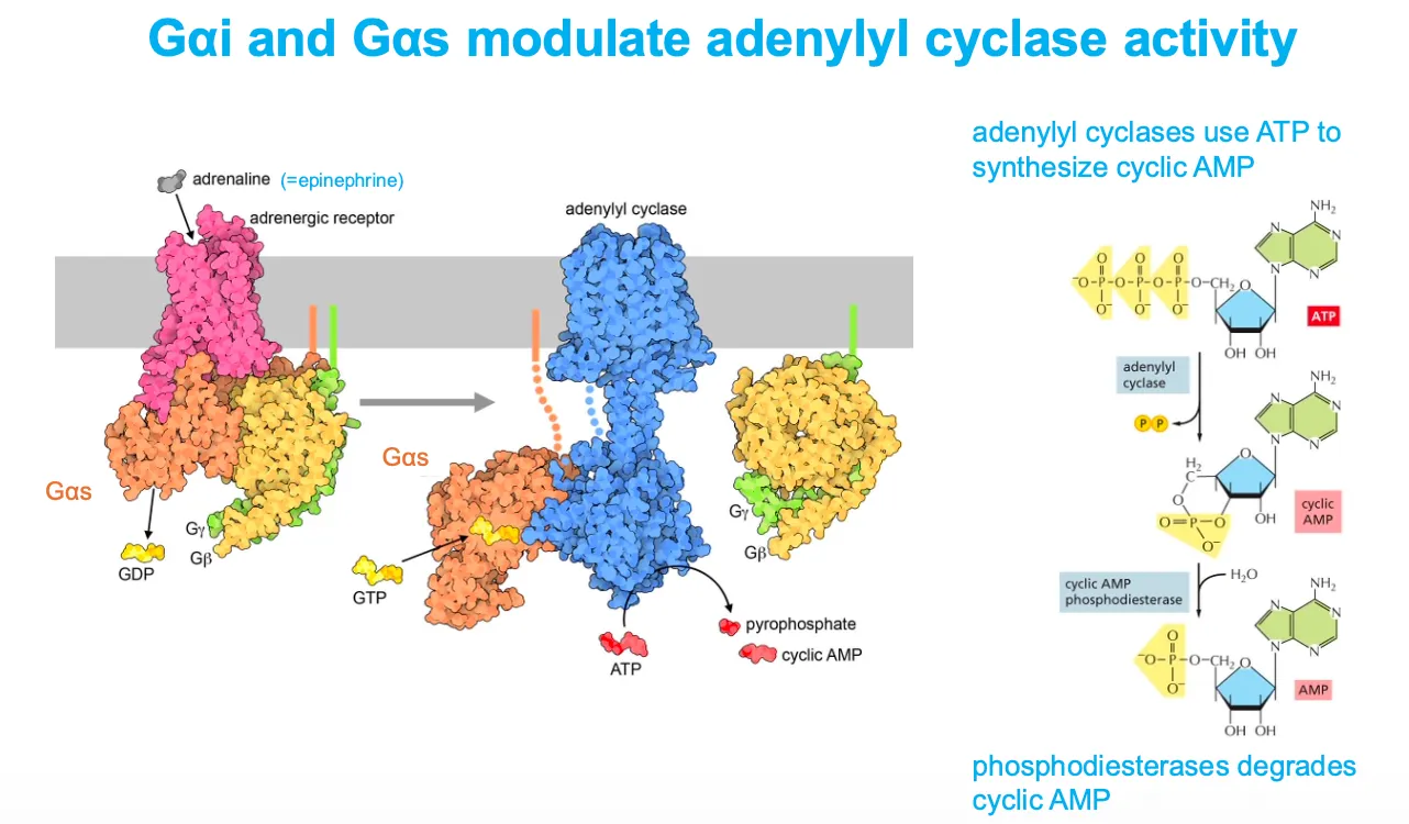 <ul><li><p>When adrenaline binds a β‑adrenergic receptor, <strong>Gαs</strong> exchanges GDP for GTP, dissociates, and activates <strong>adenylyl cyclase</strong>, which converts ATP into cyclic AMP (cAMP); cAMP is later broken down to AMP by phosphodiesterases.</p></li><li><p>Conversely, <strong>Gαi</strong> (not drawn in detail here) inhibits adenylyl cyclase, lowering cAMP, so cells can fine‑tune cAMP signaling by balancing Gαs and Gαi activities.</p></li></ul><p></p>