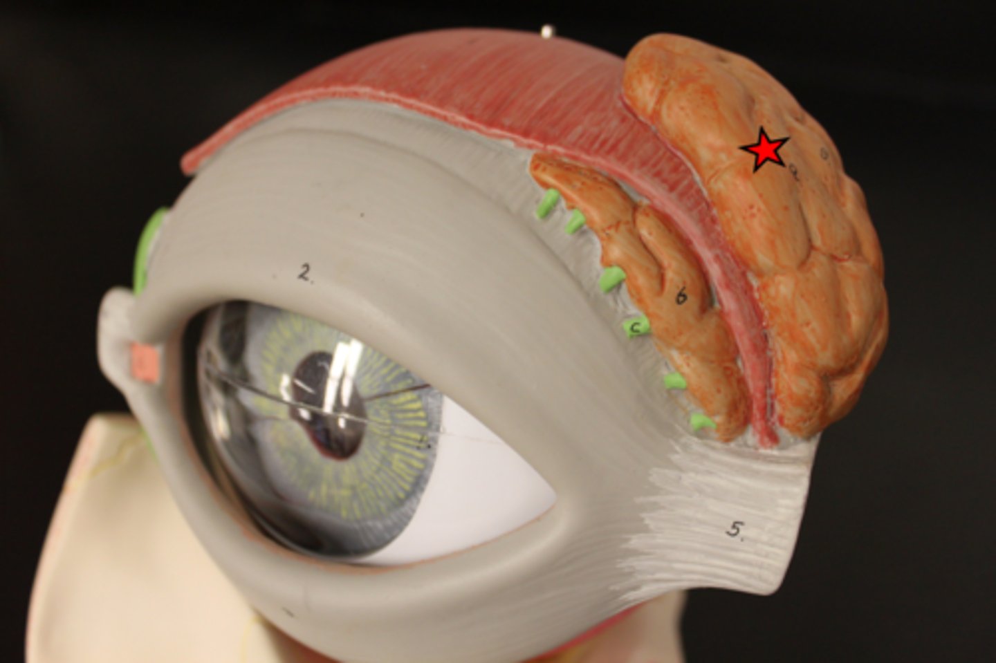 <p>gland located in the upper outer region above the eyeball that secretes tears</p>