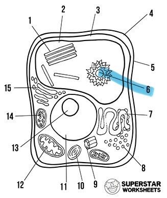 <p>What’s the highlighted area called</p>