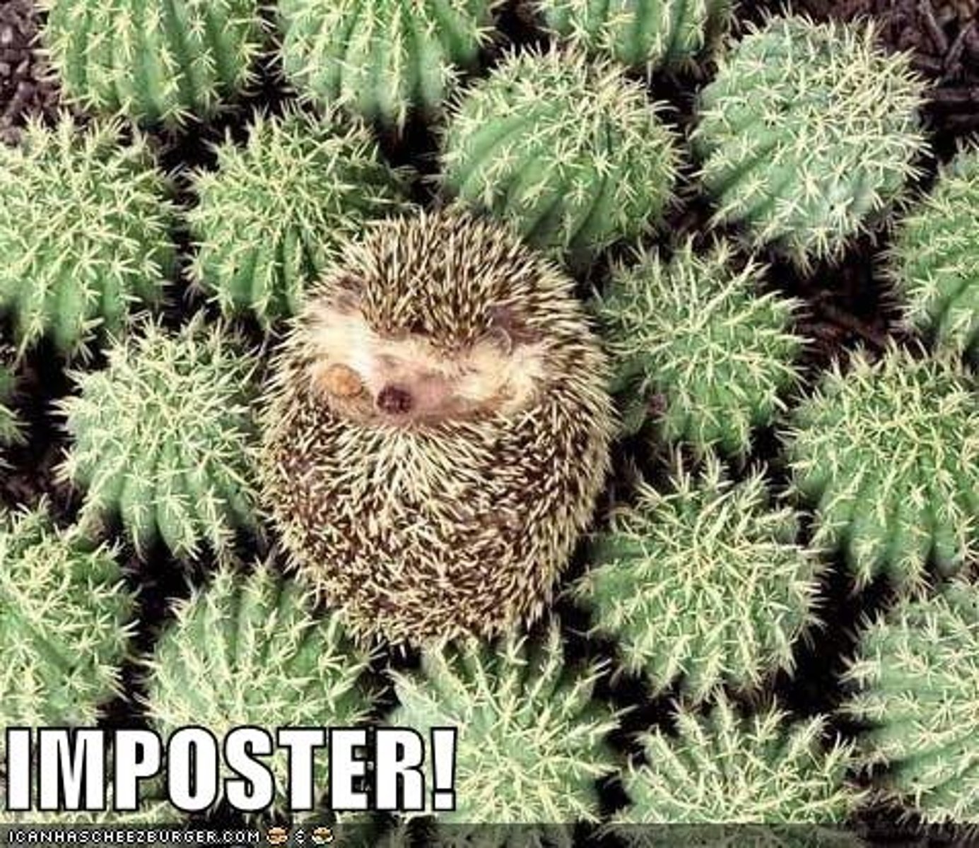 <p>(n.) one who feigns knowledge or ability; a pretender, impostor, or quack</p>