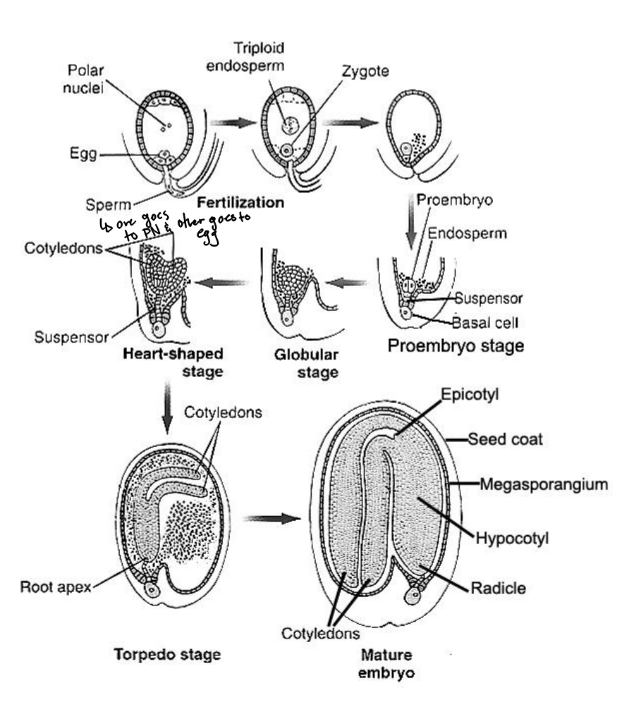 <p>Pollination process - triploid endosperm nucleus</p>