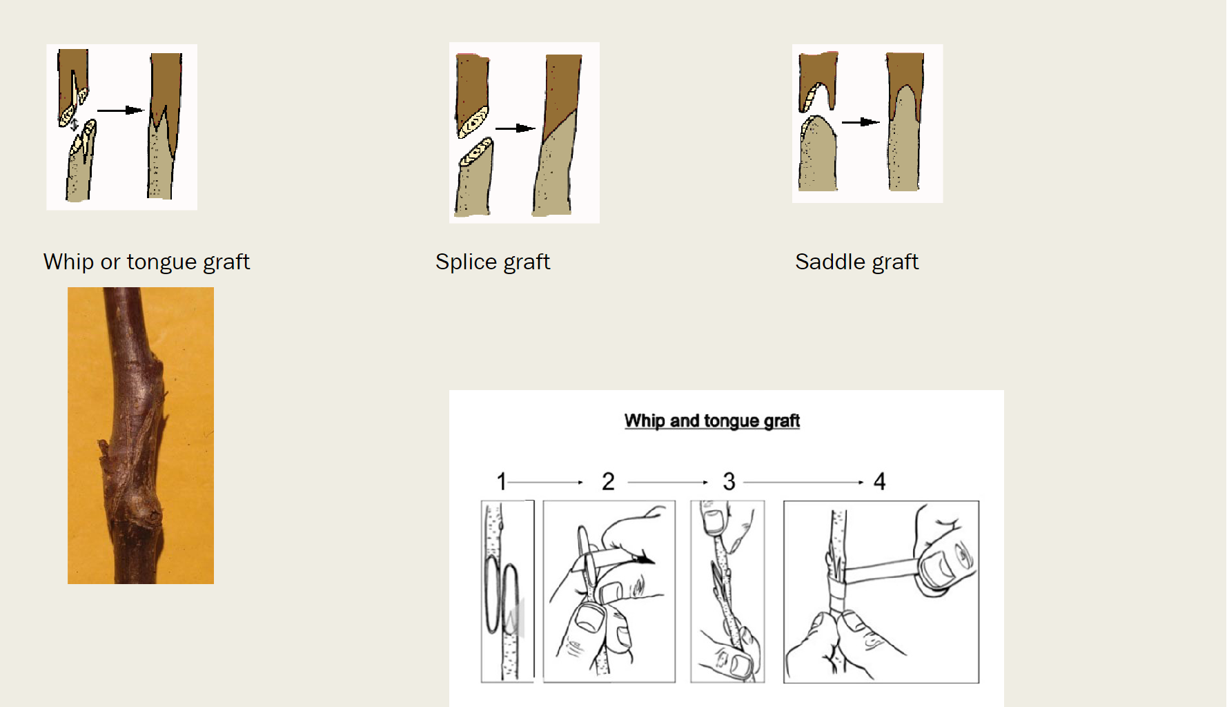 <p>whip or tongue graft, splice graft, and saddle graft</p>