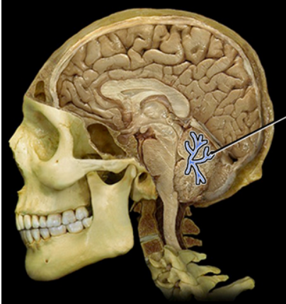 <p><span><span>Arbor vitae</span></span></p>