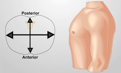 <ol><li><p>the chest is symmetric</p></li><li><p>rib cage is elastic</p></li><li><p>clavicles prominent superiorly (we can see them raised)</p></li><li><p>sternum is flat  and inflexible with no abundance of overlying tissue</p></li><li><p>anterior-posterior diameter about half the transverse diameter</p></li><li><p>trachea midline with ‘equal’ space in each side (slight deviation can be expected) with no pulsation or significant tug (meaning no large mass that require tugging)</p></li><li><p>spine midline with normal curvature with rigid thoracic spine</p></li><li><p>nontender sensation </p></li><li><p>variable fremitus</p></li><li><p>no pulsation on the thoracic muscles and skeleton</p></li></ol><p></p>