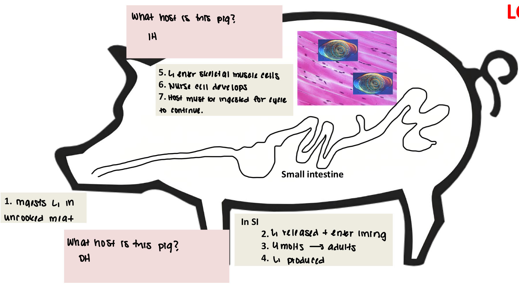 <ol><li><p>ingests L1 in uncooked meat (pig is DH) </p></li><li><p>(in SI) L1 released + enter lining </p></li><li><p>4 molts→ adults </p></li><li><p>L1 produced </p></li><li><p>(pig becomes IH) L1 enter skeletal muscle cells </p></li><li><p>nurse cell develops </p></li><li><p>host must be ingested for cycle to continue </p></li></ol><p></p>