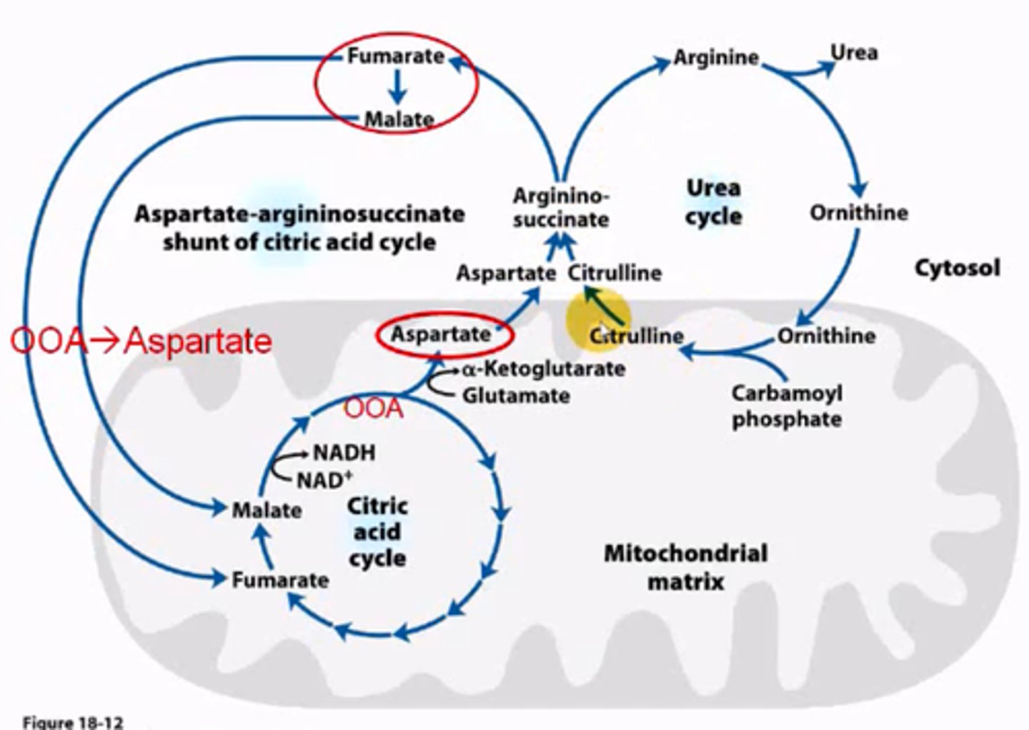 <p>The condensation of ornithine with carbamoyl phosphate to form citrulline occurs in the mitochondria. Everything else occurs in the cytosol.</p>
