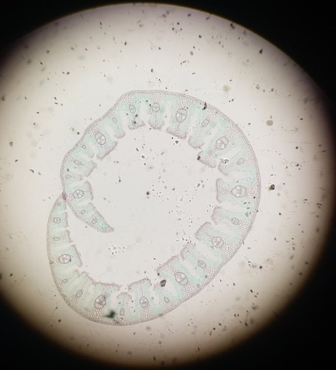 <p>All of the following are characteristics of what kind of habitat?</p><p>- thicker cuticle</p><p>- multi layered epidermis</p><p>- arid environments (dry)</p><p>- numerous stomata for higher gas exchange</p>