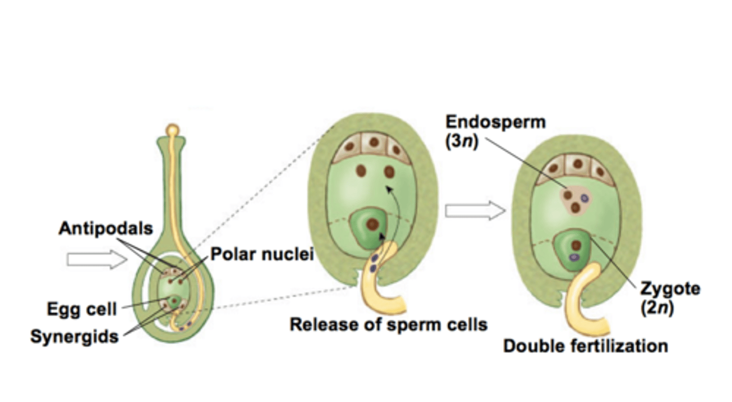 <p>In angiosperms, a nutrient-rich tissue formed by the union of a sperm with two polar nuclei during double fertilization. Provides nourishment to the developing embryo in angiosperm seeds.</p>