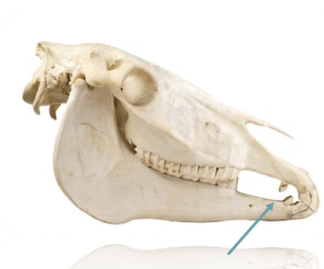 Equine Dental Formulas Canines
upper/lower