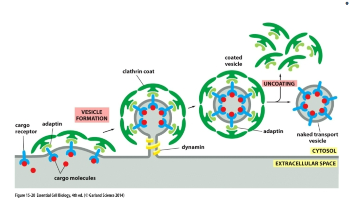 <p>Cargo doesn’t randomly fall into vesicles — it’s selected.</p><ul><li><p>Cargo receptors grab specific soluble proteins</p></li><li><p>Adaptins connect these receptors to coat proteins<br></p></li></ul><p></p>