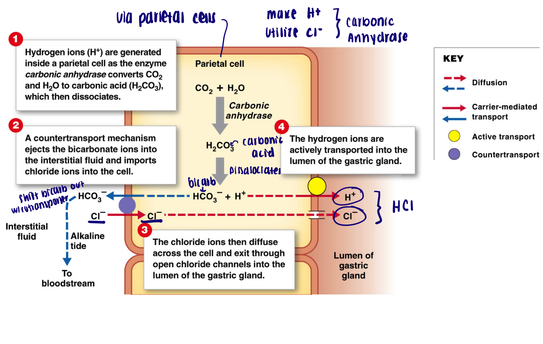 <ul><li><p>1) hydrogen ions generated inside a parietal cell as carbonic anhydrase converts CO2 with H2O to carbonic acid (H2CO3) which then dissociates </p></li><li><p>2) counter-transport mechanism ejects the bicarbonate ions into the interstitial fluid and imports chloride ions into the cell </p></li><li><p>3) chloride ions then diffuse across the cell and exit through open chloride channels into the lumen of the gastric gland </p></li><li><p>4) hydrogen ions are actively transported into the lumen of the gastric gland </p></li></ul><p></p>