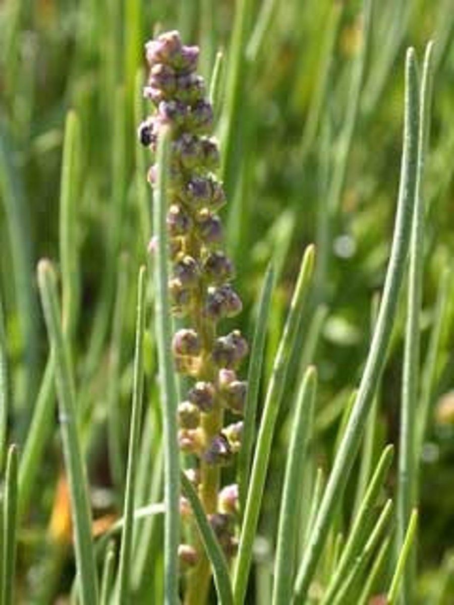 <p>Arrowgrass</p>