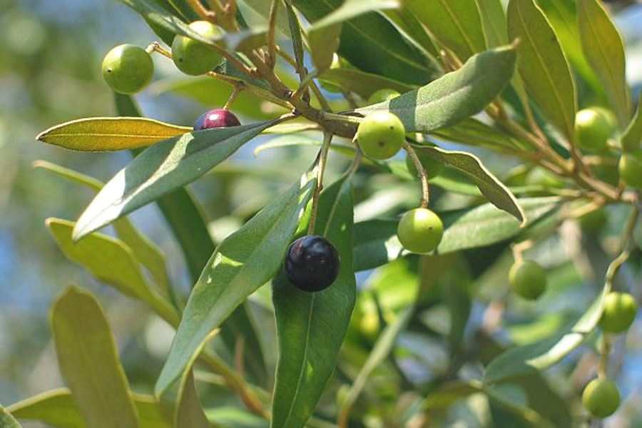 <p>Biological Origin: <strong>Olea europaea L. (Oleaceae)</strong></p><p>Common Name:<strong> <u>Olive</u></strong></p><p>Part used: <strong><u>Fruit, Leaves, Seeds</u></strong></p><p>Medicinal use:</p><p><strong>● <u>Antidiabetic </u></strong></p><p><strong><u>● Anticonvulsant </u></strong></p><p><strong><u>● Anticancer </u></strong></p><p><strong><u>● Antihypertensive </u></strong></p><p><strong><u>● Antioxidant</u> </strong></p><p>Secondary metabolites:</p><p><strong><u>● Phenolic compounds ● Terpenes ● Flavonoids</u></strong></p>