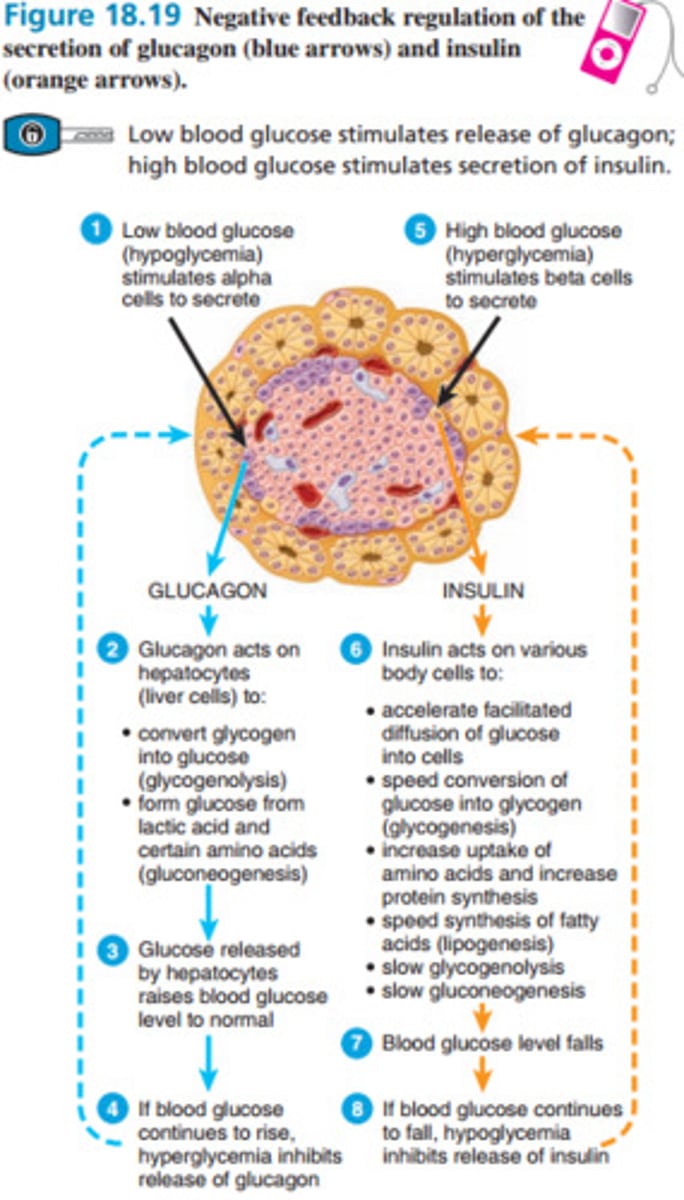 <p>controlled by negative feedback; insulin by beta cells and glucagon by alpha cells</p>