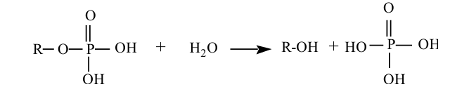 <p>El grup fosfat alliberat és substituit per un grup OH que prové de l’aigua. En funció del pH òptim d’actuació de l’enzim les fosfatases es poden classificar com a àcides o alcalines. Hi ha un tercer tipus de fosfatasa que, específicament, hidrolitza el nucleòtid 5’ fosfat i s’anomena 5’ nucleotidasa.&nbsp;</p>