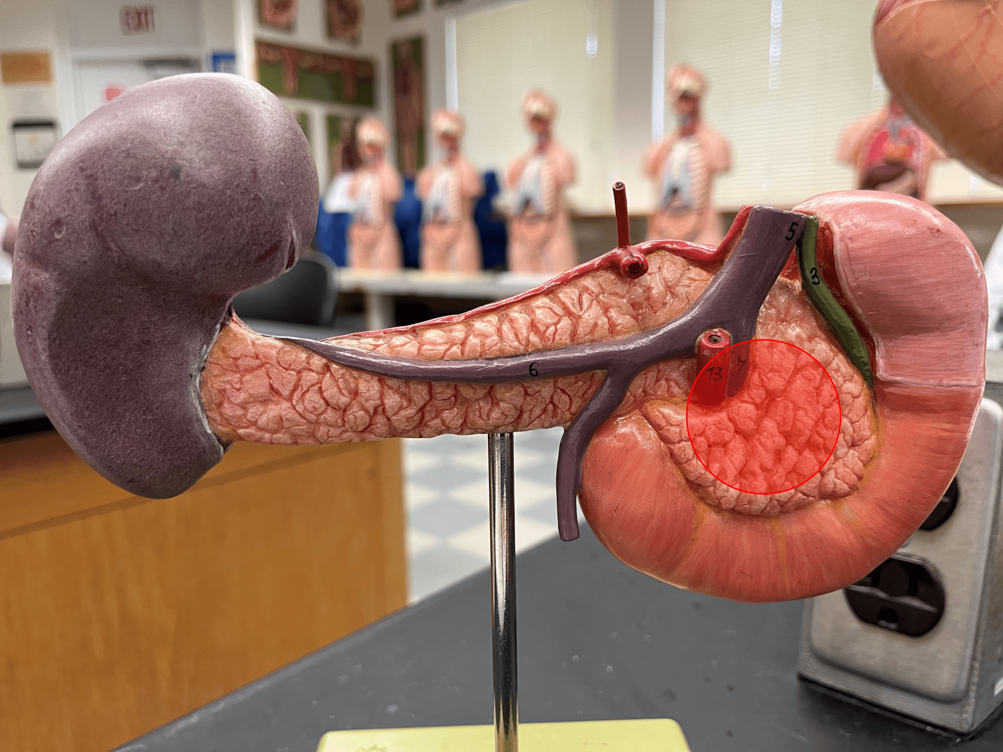 • A region of the pancreas.

• The expanded portion of the pancreas located posterior to the duodenum.
