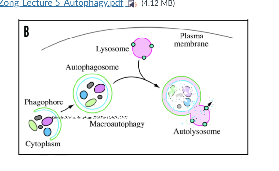 <p><strong>phagospore</strong> formation → starts engulfing cytoplasmic material → phagospore closes into a double membraned vesicle called <strong>autophagosome</strong> → lysosome fuses with autophagosome and forms an <strong>autolysosome</strong> → material degraded</p><p></p>