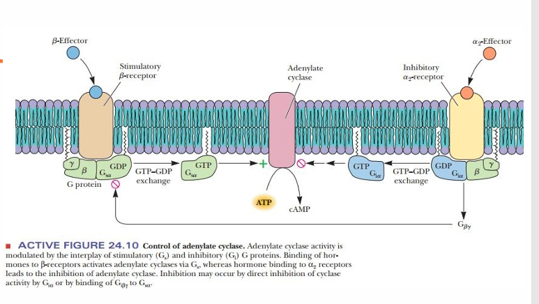 <ul><li><p><strong>β Receptors are Gs</strong></p></li><li><p>α2 Receptors are Gi</p><ul><li><p>• Result in activation or inhibition of Adenylate Cyclase (AC)(GS activate, GI inhibit)</p></li></ul></li><li><p>AC(Adenylyl cyclase) generates cAMP • cAMP stimulates PKA (binding to regulatory proteins) • PKA phosphorylates various enzymes in the cell to activate them</p></li></ul><p></p>