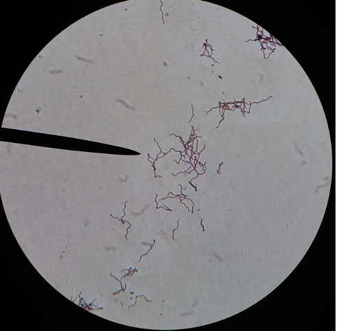 <p>What is this an image of?</p>