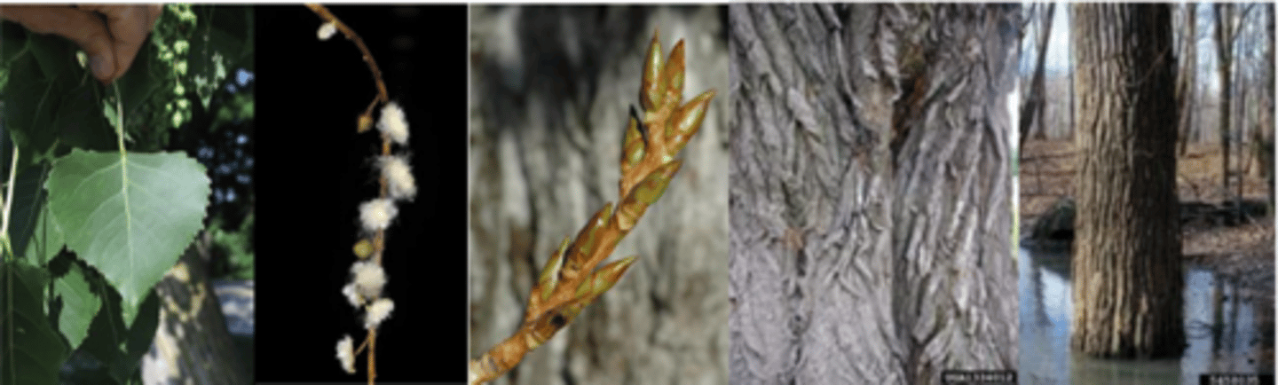 <p>Leaves: alternate; simple; 3-7” long, 3-5” wide; deltate to ovate-deltate; margin crenate-serrate, teeth glandular; apex acuminate; base truncate to slightly cordate; lustrous green above, somewhat paler and glabrous below; petiole flattened (leaves appear to shimmer in the wind)</p><p>Twigs: stout, angular, yellowish brown; glabrous </p><p>Buds: ~3/4” long, narrowly ellipsoidal; lustrous brown; resinous; covered by 6-7 imbricate scales; lateral buds smaller, divergent </p><p>Fruit: dioecious; capsule releasing cottony, tufted seeds in summer (can be a weed problem); male clones and hybrids with P. nigra are "cottonless". </p><p>Bark: with very deep fissures. </p><p>Form/Silvics: tolerates dry conditions but does best in riparian, moist sites along streams or rivers. Can tolerate a wide range of site conditions. Mature size 75-100'.</p>