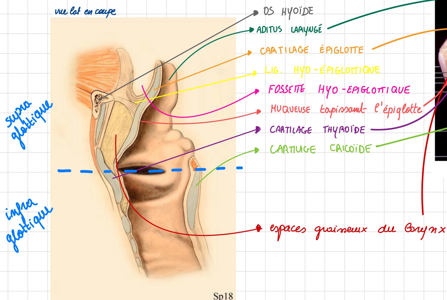 knowt flashcard image