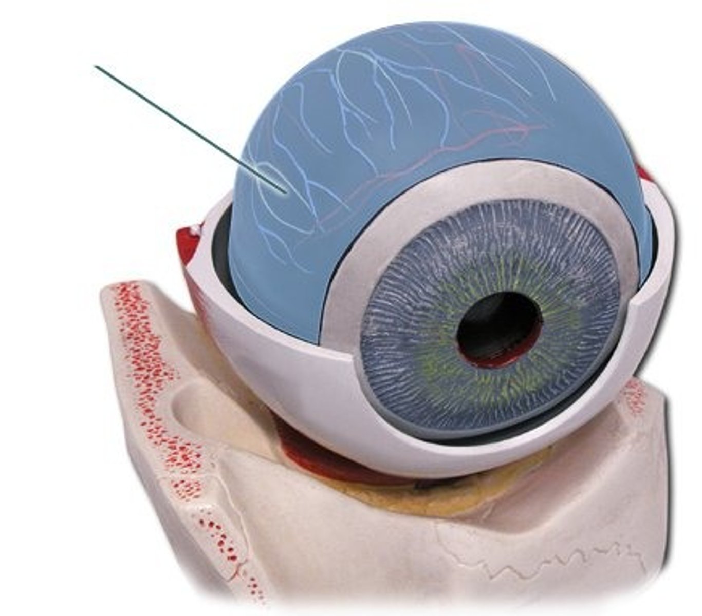 <p>-Located beneath the sclera</p><p>- Contains a network of blood vessels</p><p>-Functions to provide retina with nutrients and oxygen as well as remove metabolic waste.</p>