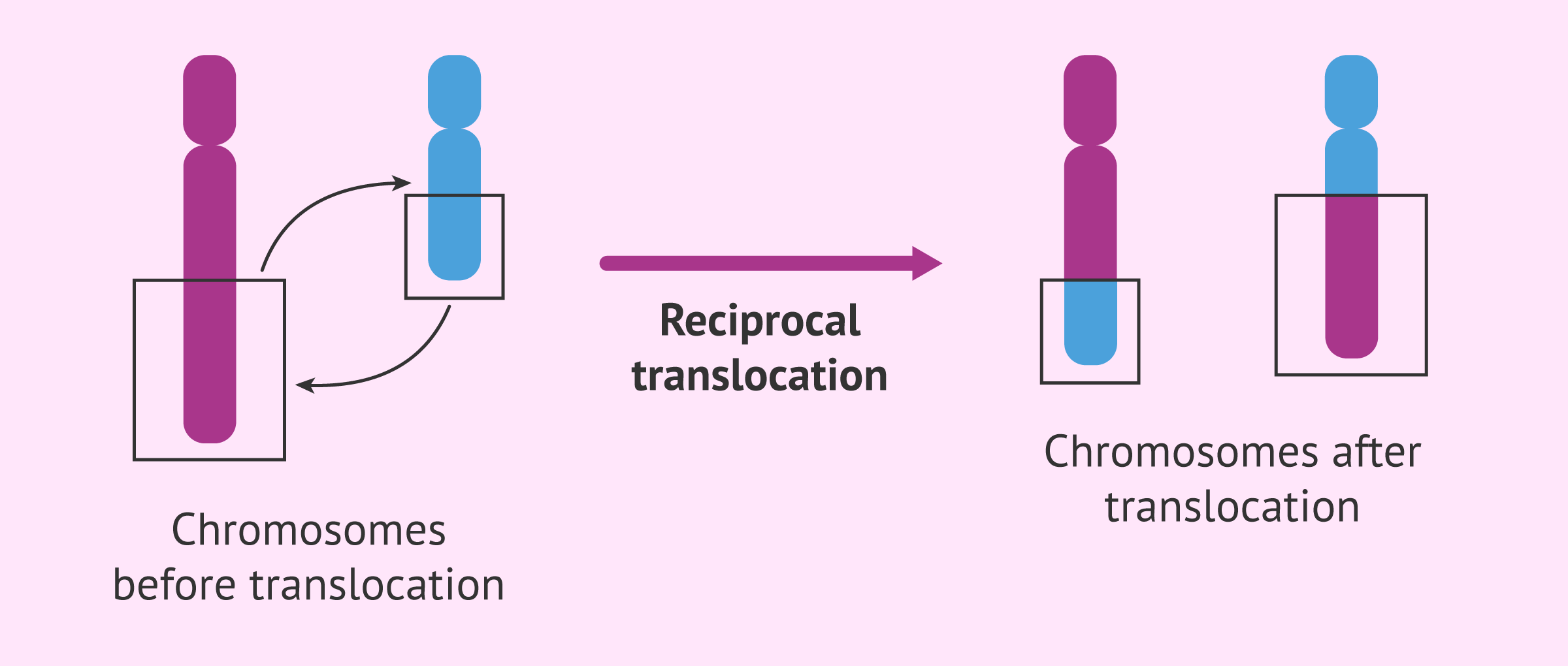 <p><span>the genetic process where a piece of one chromosome breaks off and attaches to a different chromosome</span></p><p><span>“</span><span><span>Translocation is the movement of a piece of one chromosome to a different, non-homologous chromosome, often causing a genetic abnormality” </span></span></p>