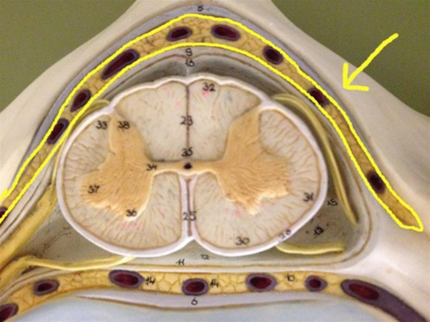 <p>around the spinal cord (difficult to see on donor)</p>